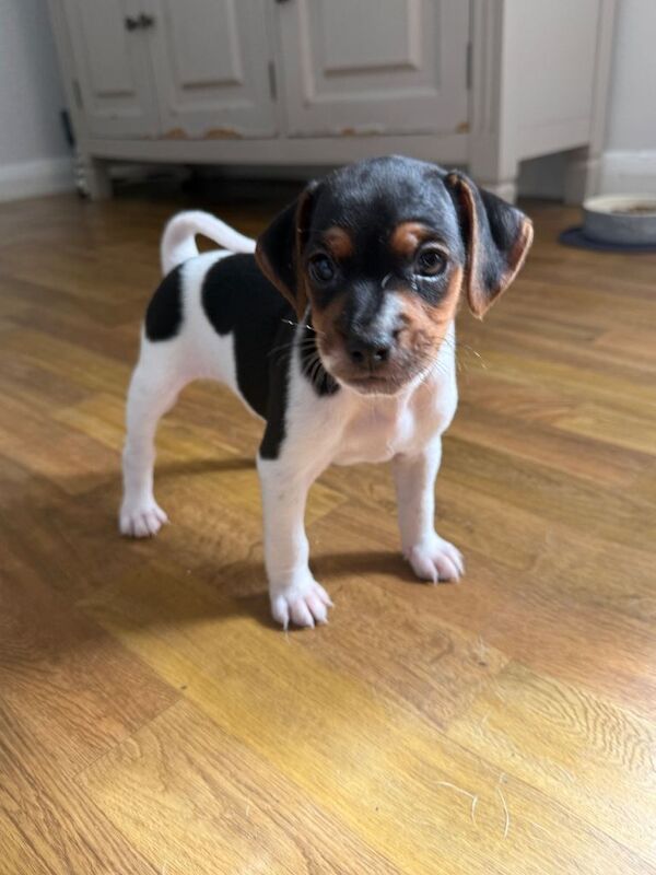 2 beautiful Jack Russell - Image 2 of 5