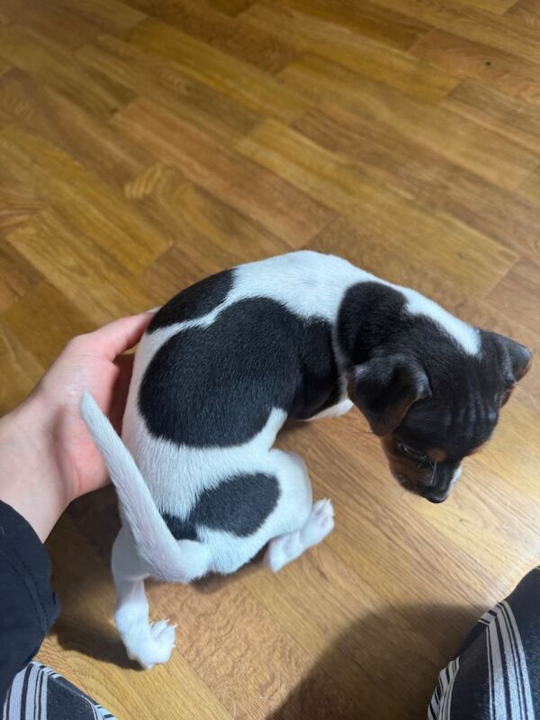 2 beautiful Jack Russell - Image 3 of 5