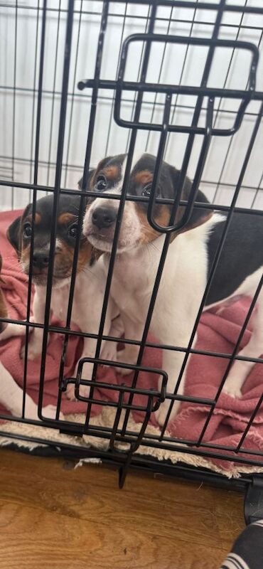 2 beautiful Jack Russell - Image 4 of 5