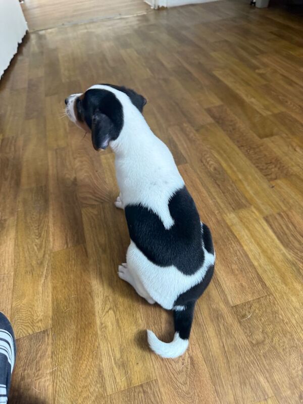 2 beautiful Jack Russell - Image 5 of 5