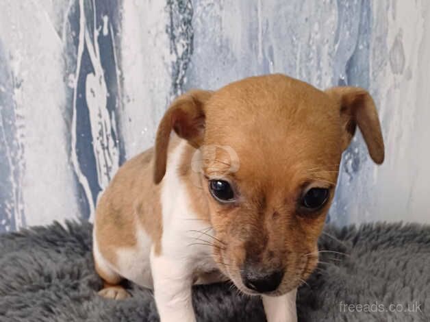 Jack Russell puppies for sale in Bewdley, Worcestershire – 10 months old - Image 2 of 5