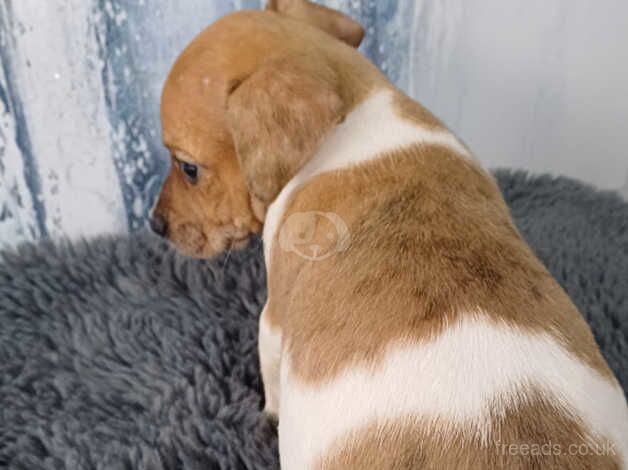 Jack Russell puppies for sale in Bewdley, Worcestershire – 10 months old - Image 3 of 5