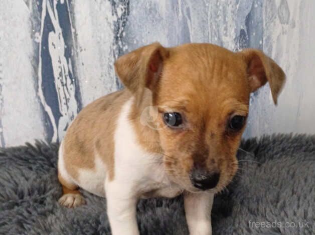 Jack Russell puppies for sale in Bewdley, Worcestershire – 10 months old - Image 4 of 5