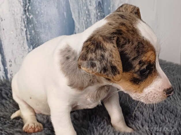 Jack Russell puppies for sale in Bewdley, Worcestershire – 10 months old - Image 5 of 5