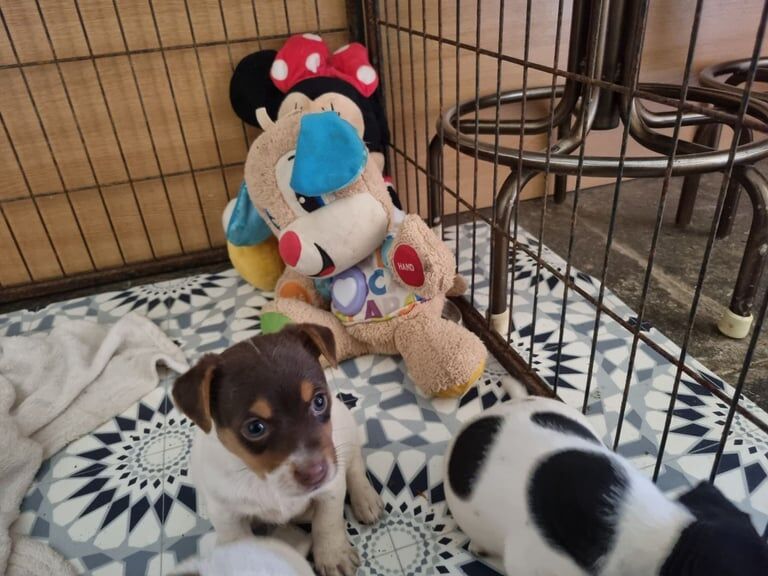 Jack Russell Terrier puppies for sale in Launceston, Cornwall – 7 weeks old