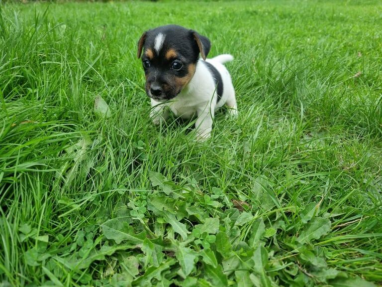 Jack Russell Terrier puppies for sale in Launceston, Cornwall – 7 weeks old - Image 2 of 3