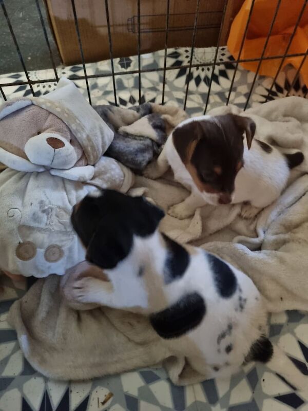 Jack Russell Terrier puppies for sale in Launceston, Cornwall – 7 weeks old - Image 3 of 3