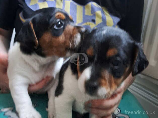 Jack Russell Terrier puppies for sale in Bishop Auckland, County Durham – 1 year old - Image 1 of 5