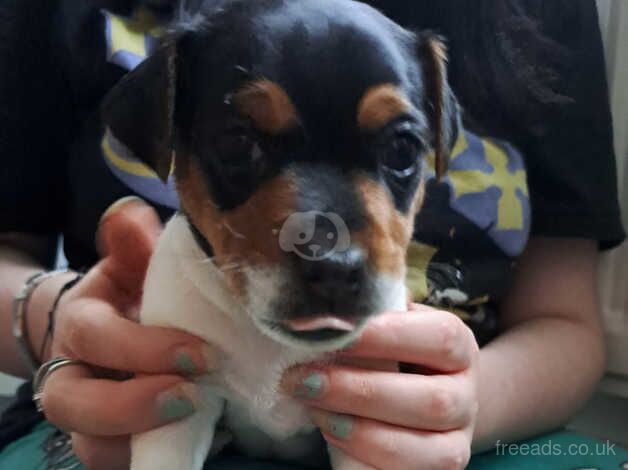 Jack Russell Terrier puppies for sale in Bishop Auckland, County Durham – 1 year old - Image 2 of 5