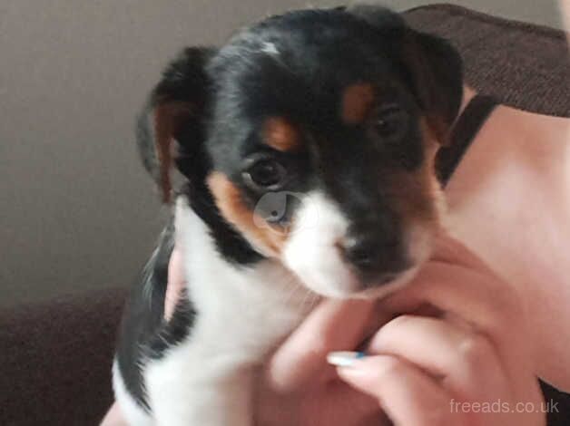 Jack Russell Terrier puppies for sale in Bishop Auckland, County Durham – 1 year old - Image 3 of 5