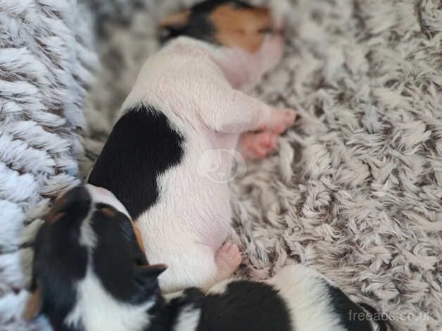 Jack Russell Terrier puppies for sale in Bishop Auckland, County Durham – 1 year old - Image 4 of 5