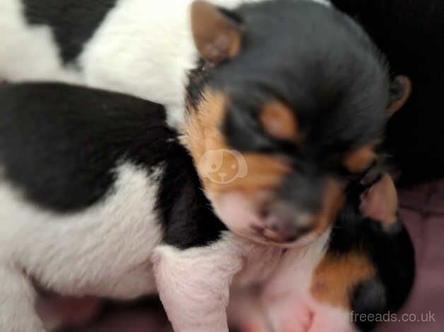 Jack Russell Terrier puppies for sale in Bishop Auckland, County Durham – 1 year old - Image 5 of 5