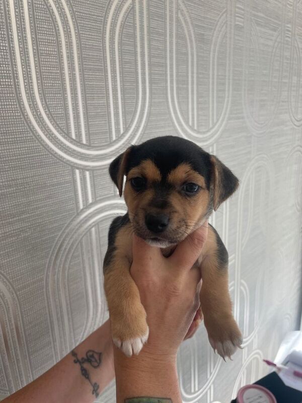 2 Female Puppies Looking For Their Forever Homes