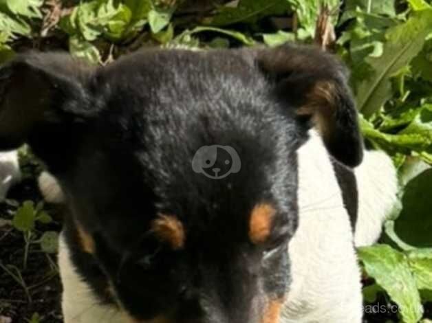 Jack Russell Terrier puppies for sale in Cardiff/Caerdydd, Cardiff – 1 year old - Image 1 of 5