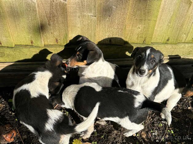 Jack Russell Terrier puppies for sale in Cardiff/Caerdydd, Cardiff – 1 year old - Image 2 of 5