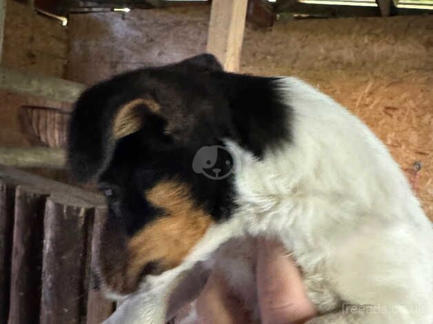 Jack Russell Terrier puppies for sale in Cardiff/Caerdydd, Cardiff – 1 year old - Image 3 of 5