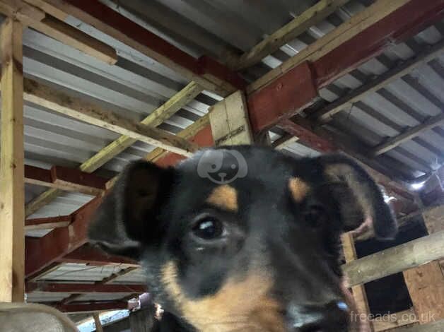 Jack Russell Terrier puppies for sale in Cardiff/Caerdydd, Cardiff – 1 year old - Image 4 of 5