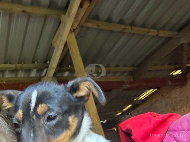 Jack Russell Terrier puppies for sale in Cardiff/Caerdydd, Cardiff – 1 year old - Image 5 of 5