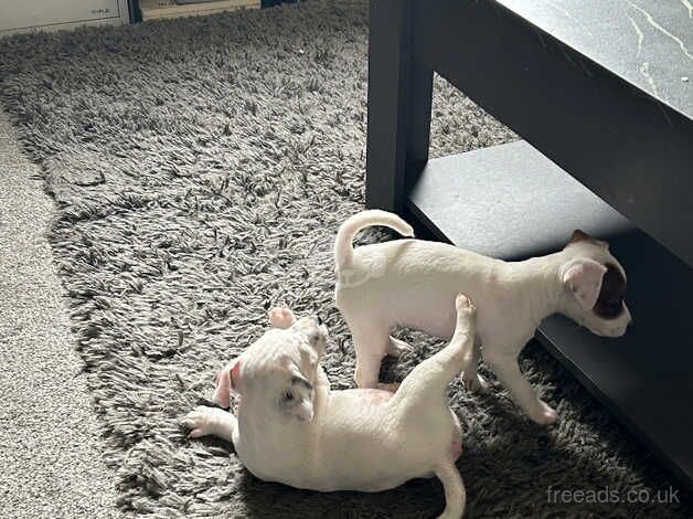 Jack Russell Terrier puppies for sale in Dunfermline, Fife – 1 year old - Image 1 of 5