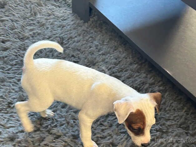 Jack Russell Terrier puppies for sale in Dunfermline, Fife – 1 year old - Image 2 of 5