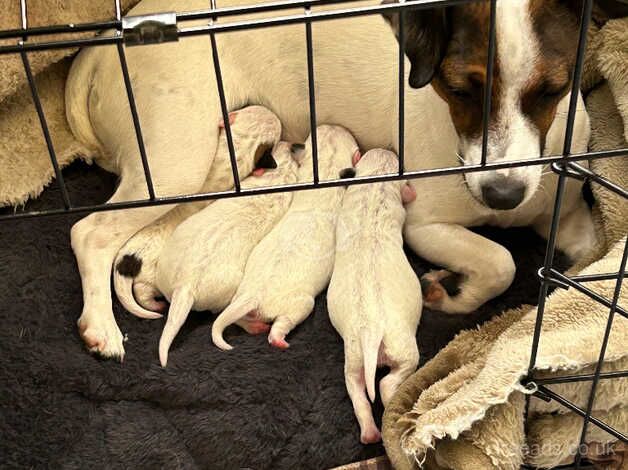 Jack Russell Terrier puppies for sale in Dunfermline, Fife – 1 year old - Image 3 of 5