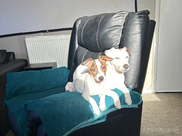 Jack Russell Terrier puppies for sale in Dunfermline, Fife – 1 year old - Image 4 of 5