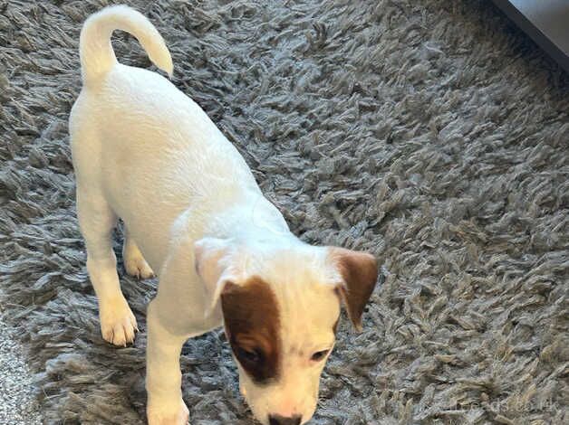 Jack Russell Terrier puppies for sale in Dunfermline, Fife – 1 year old - Image 5 of 5