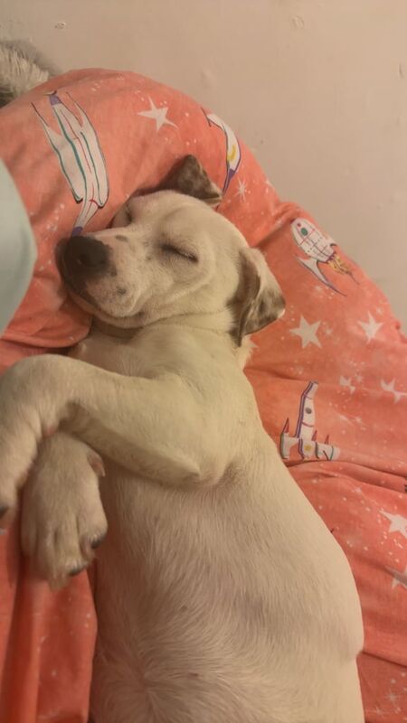 2 Jack russle pups for sale in Crook, Durham