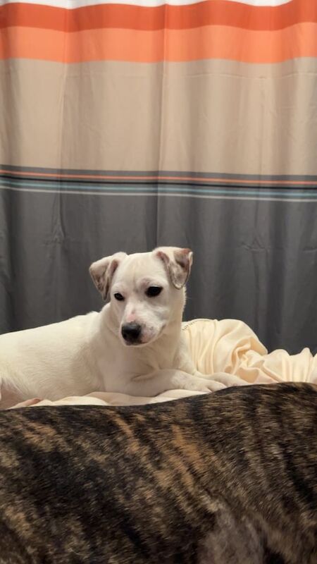 Jack Russell puppies for sale in Crook, Durham – 1 year old - Image 2 of 3