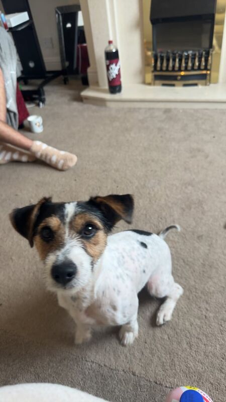Jack Russell puppies for sale in Crook, Durham – 1 year old - Image 3 of 3