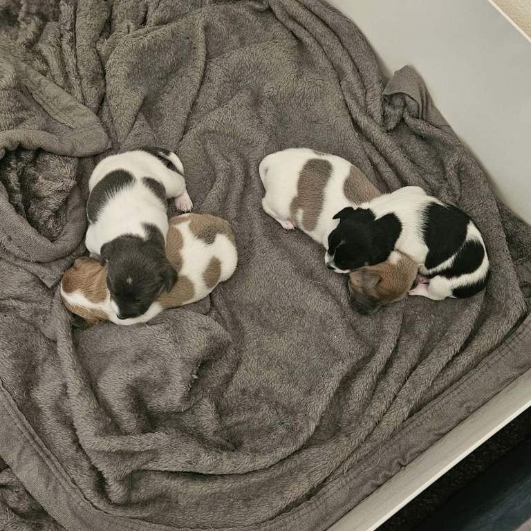 2 left!! Jackrussle puppies