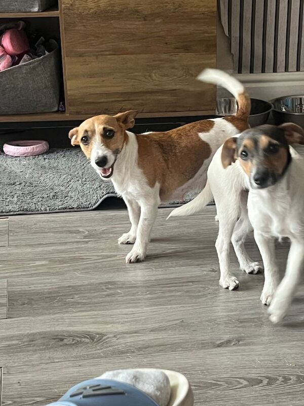 2 left!! Jackrussle puppies - Image 2 of 6