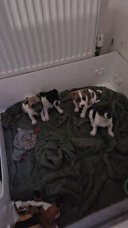2 left!! Jackrussle puppies - Image 4 of 6