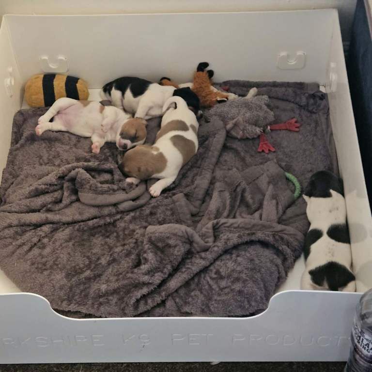 2 left!! Jackrussle puppies - Image 5 of 6