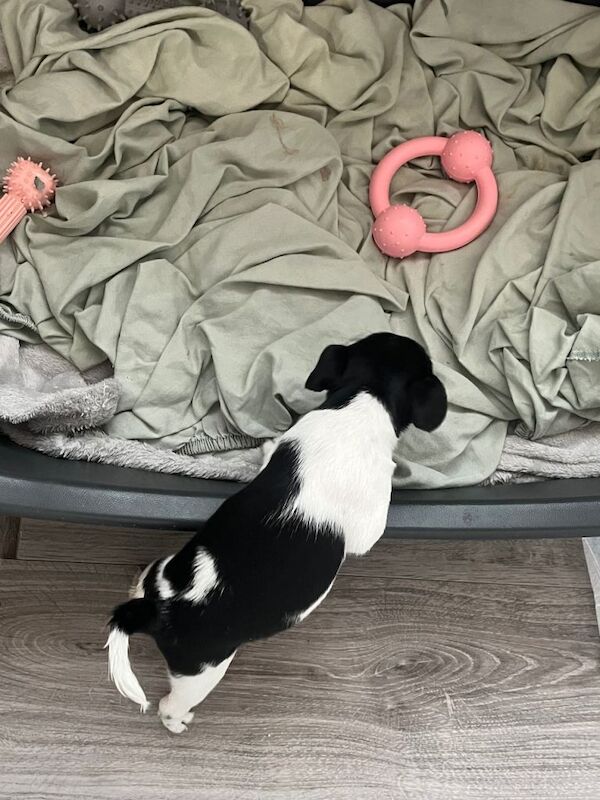 2 left!! Jackrussle puppies - Image 6 of 6