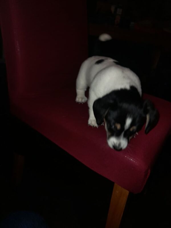 2 male tricolour pb jack russell pups for sale in Enniskillen, County Fermanagh