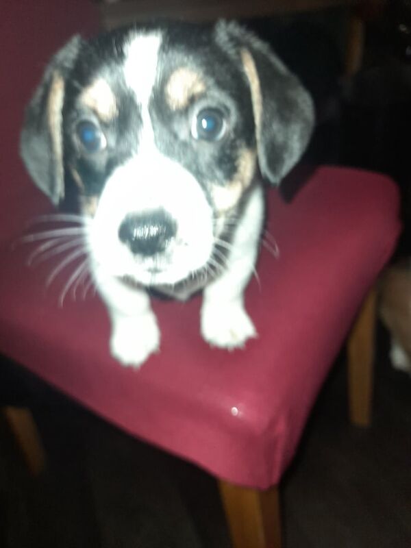 2 male tricolour pb jack russell pups for sale in Enniskillen, County Fermanagh - Image 2