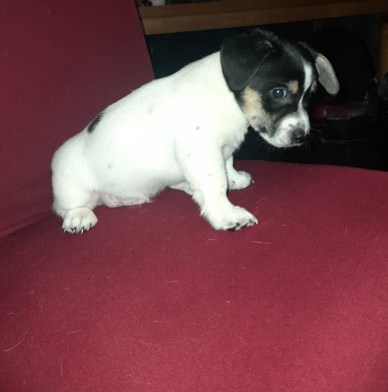 2 male tricolour pb jack russell pups for sale in Enniskillen, County Fermanagh - Image 3