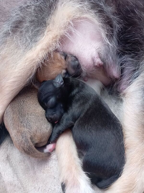 Jack Russell puppies for sale in Eccles, Greater Manchester – 5 days old