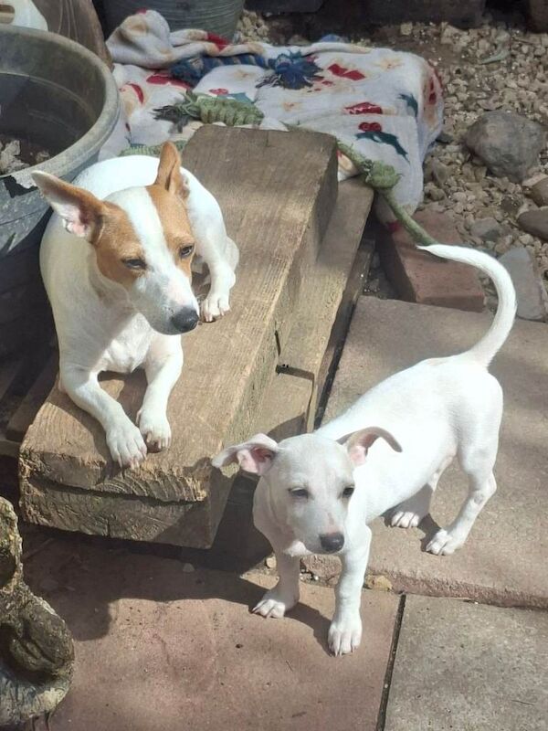Jack Russell Terrier Puppies For Sale Under £1,000