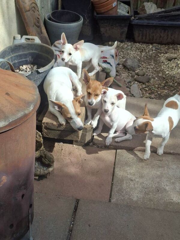 £250. Ready now, chonky small pups - Image 3 of 4