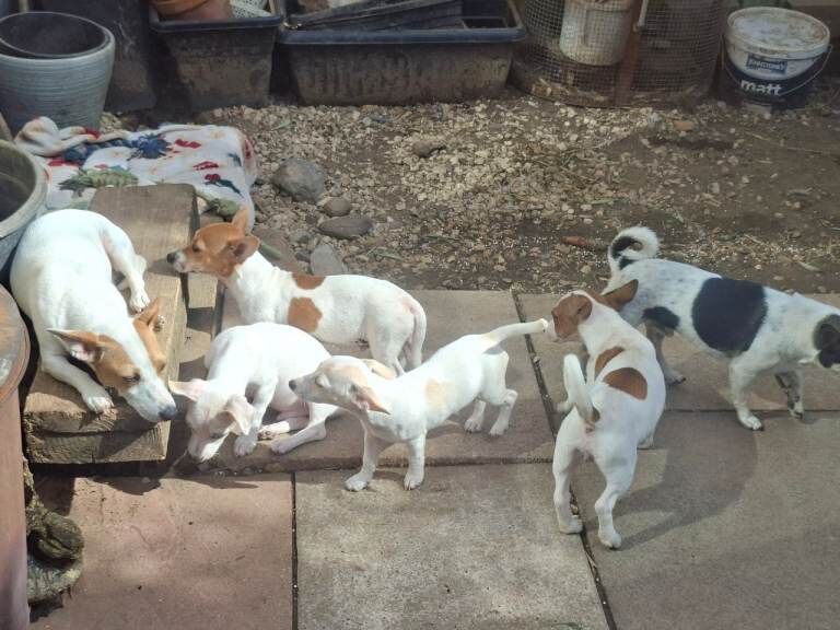 £250. Ready now, chonky small pups - Image 4 of 4