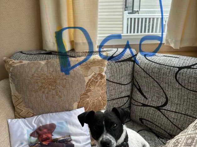 Jack Russell Terrier puppies for sale in Doncaster, South Yorkshire – 1 year old - Image 1 of 5