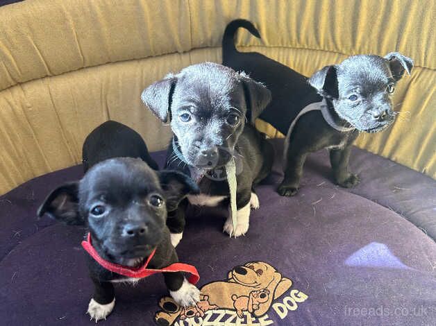 Jack Russell Terrier puppies for sale in Doncaster, South Yorkshire – 1 year old - Image 3 of 5