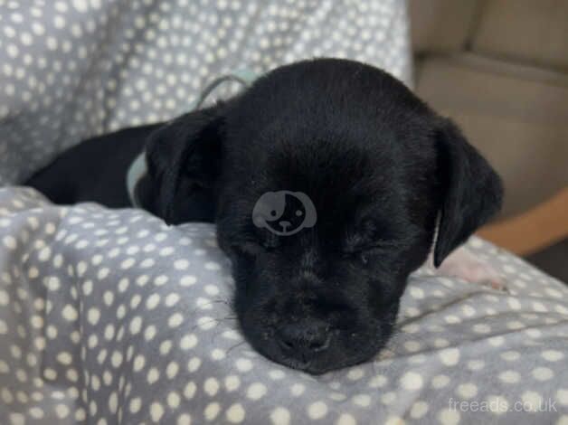 Jack Russell Terrier puppies for sale in Doncaster, South Yorkshire – 1 year old - Image 4 of 5