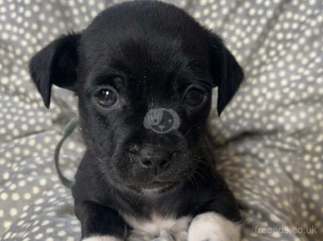 Jack Russell Terrier puppies for sale in Doncaster, South Yorkshire – 1 year old - Image 5 of 5