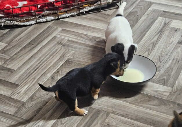Jack Russell Terrier puppies for sale in Pewsey, Wiltshire – 1 year old - Image 2 of 3