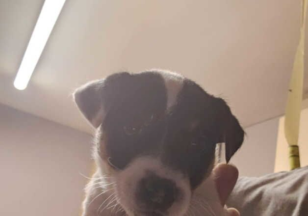 Jack Russell Terrier puppies for sale in Pewsey, Wiltshire – 1 year old - Image 3 of 3