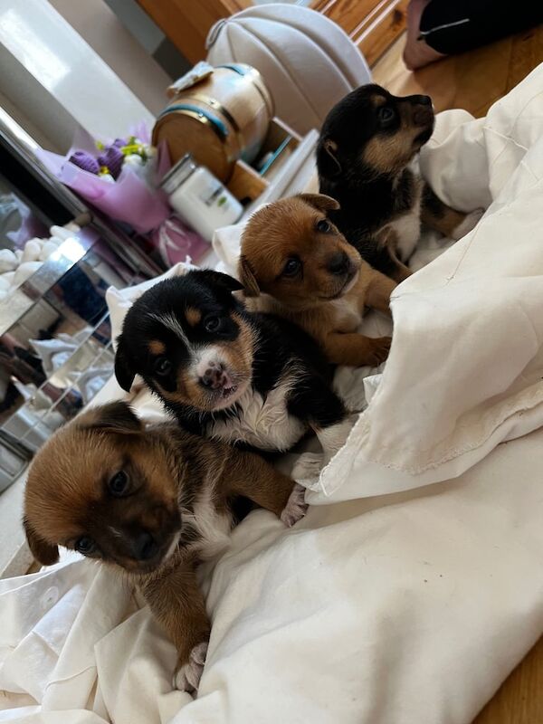 Jack Russell puppies for sale in Swansea / Abertawe, West Glamorgan – 3 weeks old