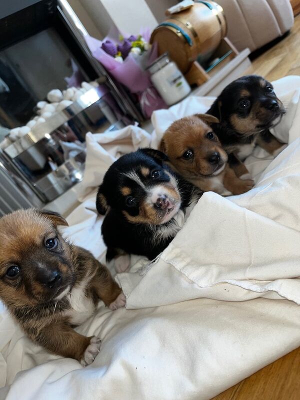 Jack Russell puppies for sale in Swansea / Abertawe, West Glamorgan – 3 weeks old - Image 2 of 3
